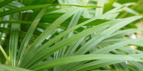 Lady palm or Bamboo palm leaves on natural light blurred background.