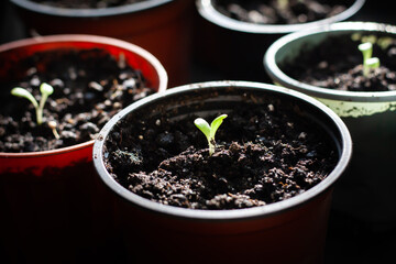 Plant seedlings in pots for transplanting, growing in home conditions.