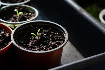 Plant seedlings in pots for transplanting, growing in home conditions.