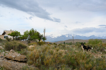 A dog in an abandoned village against the background of mountains in Kyrgyzstan at dusk