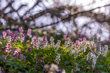 Hollow smokestack (Corydalis cava), spring forest, Southern Moravia, Czech Republic