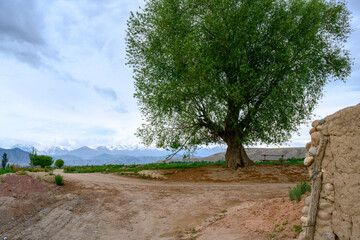 A country road with an old elm tree on the background of mountains in Kyrgyzstan at dusk
