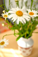 Fototapeta na wymiar bunch of white camomile wild flowers in vase close up