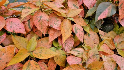 Acalypha wilkesiana known as Copper leaf, Capa de Obispo Beefsteak plant, match me if you can
