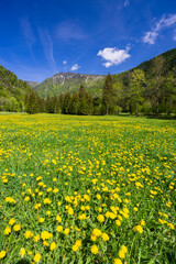 Spring flower in Triglavski national park, Slovenia