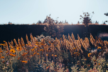 beautiful summer garden in golden hour