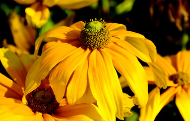 bright yellow daisy macro view. soft blurred background. early summer garden flowers. selective focus. beauty in nature. dense green foliage. fragile yellow petals.