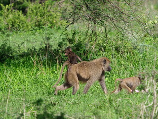 Olive Baboon with young