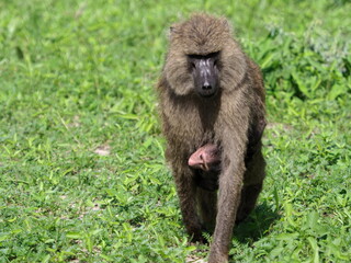 Olive Baboon with young