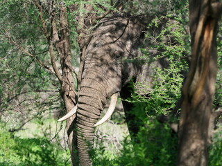 Fototapeta na wymiar Elephant camouflaged in the trees