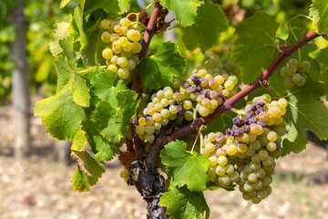 Typical grapes with botrytis cinerea for sweet wines, Sauternes, Bordeaux, Aquitaine, France - obrazy, fototapety, plakaty