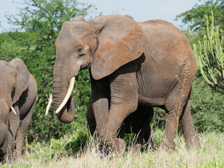 Fototapeta premium Herd of elephants in Tanzania