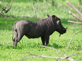 Obraz premium Warthog grazing