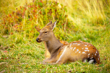 Beautiful sika deer in the autumn forest against the background of colorful foliage of trees. Fairy forest autumn landscape with wild animals.