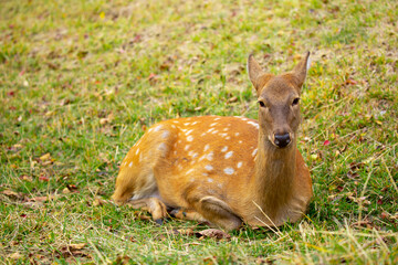 Beautiful sika deer in the autumn forest against the background of colorful foliage of trees. Fairy forest autumn landscape with wild animals.