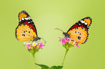 Macro shots, Beautiful nature scene. Closeup beautiful butterfly sitting on the flower in a summer garden.

