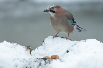 Eichelhäher (Garrulus glandarius)