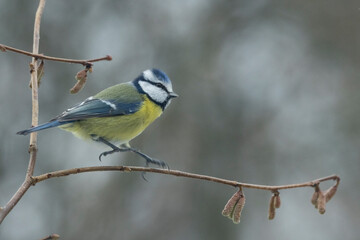 Fototapeta premium Blaumeise&nbsp;(Cyanistes caeruleu)