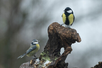 Kohlmeise (Great tit)