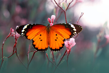 Macro shots, Beautiful nature scene. Closeup beautiful butterfly sitting on the flower in a summer garden.

