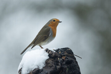 Rotkehlchen (Erithacus rubecula)