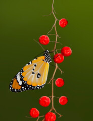 Macro shots, Beautiful nature scene. Closeup beautiful butterfly sitting on the flower in a summer garden.

