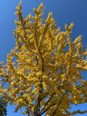 Fototapeta premium yellow maple tree