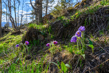 South Ural flower with a unique landscape, vegetation and diversity of nature.