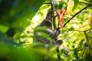 Sloth staring. Corcovado National Park (Costa Rica)