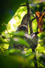 Sloth staring. Corcovado National Park (Costa Rica) © Fuentes RAW