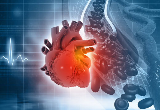 Human heart anatomy. 3d illustration..