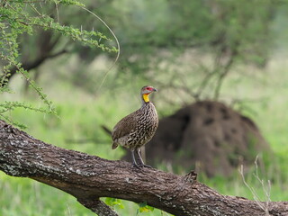 Yellow throated sandgrouse