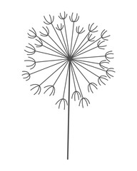 Dandelion flower. Nature floral hand drawn stylized decorative blooming silhouette of fluffy seeds flower. Ssketched monochrome design element in black linear style