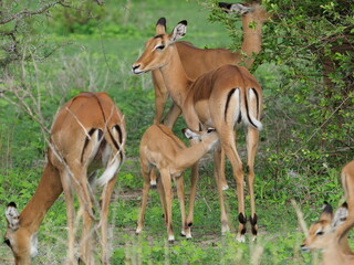 Naklejka na ściany i meble Baby impala nursed by its mother