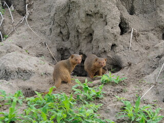 Bushy tailed mongoose on a rock