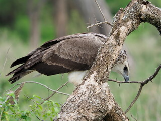 Marshall eagle
