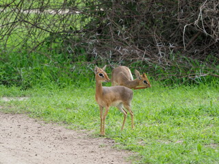 Dik Dik antelopes
