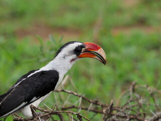 Red billed hornbill