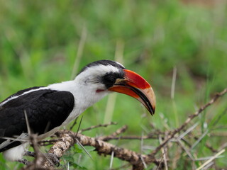 Red billed hornbill
