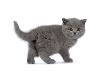 Adorable chubby British Shorthair cat kitten, standing side ways with butt towards camera. Looking over shoulder towards camera. isolated on a white background.