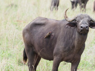 wounded buffalo with oxpecker