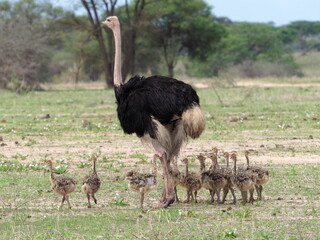 An ostrich family with chicks
