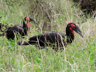Ground hornbill in long grass