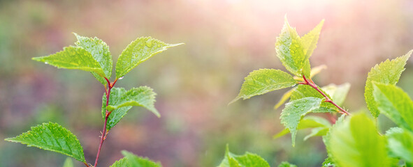 Sakura branch with green fresh leaves and raindrops on the leaves