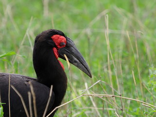 Naklejka premium Ground hornbill in long grass