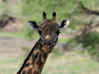 Giraffe in Tanzania