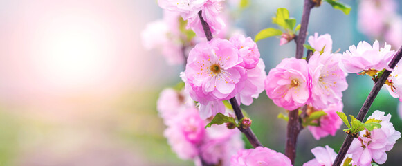 Sakura flowering. Large lush sakura flowers on a tree on a dark background in sunny weather