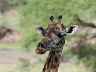 Obraz premium Giraffe in Tanzania
