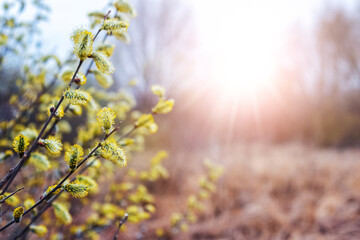 Willow branches with fluffy catkins on a blurred background on a sunny day