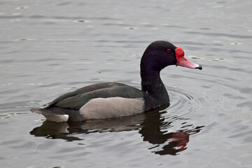 Rosy-billed Pochard, male, Costanera Sur, Buenos Aires, Argentina.